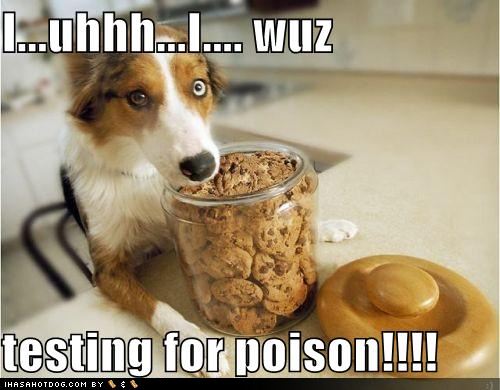 Dog is testing the the crackers for poison.